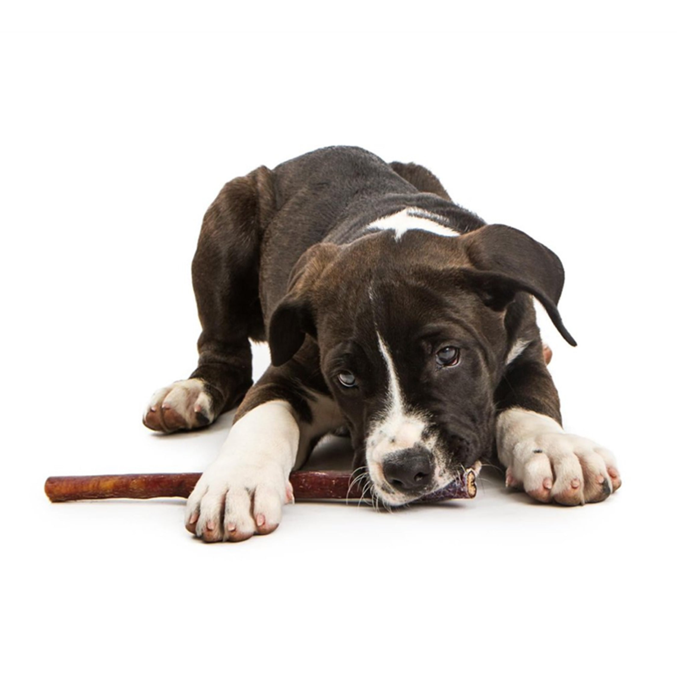 Beef Pizzle / Bully Stick - Dog treat